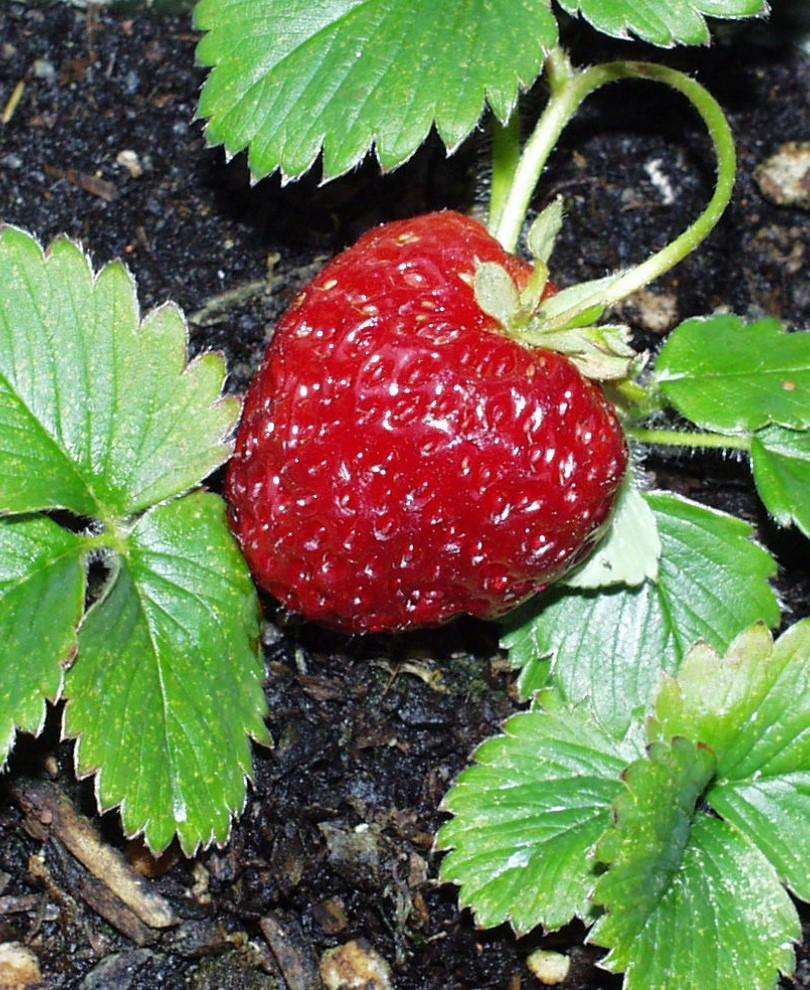 Potted Fruit Trees, Berries & Ornamentals